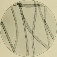 Picture 18 of 71 from A manual of dyeing: for the use of practical dyers, manufacturers, students, and all interested in the art of dyeing (1910), leaf 70