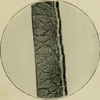 An illustration from A manual of dyeing: for the use of practical dyers, manufacturers, students, and all interested in the art of dyeing (1910)