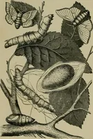Picture 20 of 71 from A manual of dyeing: for the use of practical dyers, manufacturers, students, and all interested in the art of dyeing (1910), leaf 83