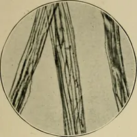 Picture 21 of 71 from A manual of dyeing: for the use of practical dyers, manufacturers, students, and all interested in the art of dyeing (1910), leaf 86