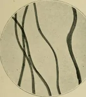 Picture 22 of 71 from A manual of dyeing: for the use of practical dyers, manufacturers, students, and all interested in the art of dyeing (1910), leaf 86