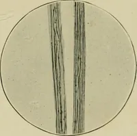 Picture 23 of 71 from A manual of dyeing: for the use of practical dyers, manufacturers, students, and all interested in the art of dyeing (1910), leaf 86