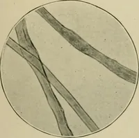 An illustration from A manual of dyeing: for the use of practical dyers, manufacturers, students, and all interested in the art of dyeing (1910)