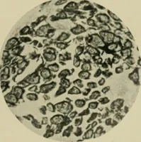 Picture 25 of 71 from A manual of dyeing: for the use of practical dyers, manufacturers, students, and all interested in the art of dyeing (1910), leaf 86