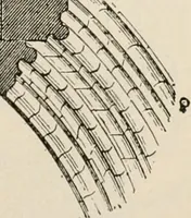 An illustration from Manual of ecclesiastical architecture. Comprising a study of its various styles, the chronological arrangements of its elements, and its relation to Christian worship (1897)