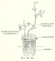 Picture 13 of 16 from A Manual of Experiments in Elementary Science: Teacher's Edition (1918), leaf 171