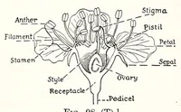 Picture 14 of 16 from A Manual of Experiments in Elementary Science: Teacher's Edition (1918), leaf 190