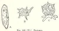 Picture 15 of 16 from A Manual of Experiments in Elementary Science: Teacher's Edition (1918), leaf 207