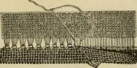 An illustration from Manual of needlework. Teaching how to do Kensington, applique, cretonne, roman, cross-stitch, outline and other embroideries .. (1883)