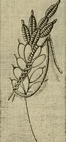 An illustration from Manual of needlework. Teaching how to do Kensington, applique, cretonne, roman, cross-stitch, outline and other embroideries .. (1883)