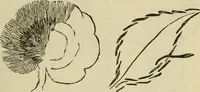 An illustration from Manual of needlework. Teaching how to do Kensington, applique, cretonne, roman, cross-stitch, outline and other embroideries .. (1883)