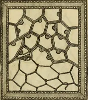 An illustration from Manual of needlework. Teaching how to do Kensington, applique, cretonne, roman, cross-stitch, outline and other embroideries .. (1883)