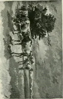 An illustration from A manual of photo-engraving : containing practical instructions for producing photo-engraved plates in relief-line and half-tone with chapters on dry plate development and half-tone color work (1896)