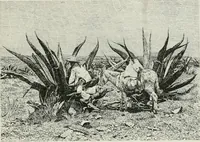 Picture 15 of 44 from A manual of photo-engraving : containing practical instructions for producing photo-engraved plates in relief-line and half-tone with chapters on dry plate development and half-tone color work (1896), leaf 64