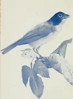 An illustration from A manual of photo-engraving : containing practical instructions for producing photo-engraved plates in relief-line and half-tone with chapters on dry plate development and half-tone color work (1896)
