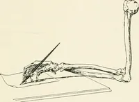 An illustration from A manual of the study of documents to establish the individual character of handwriting and to detect fraud and forgery, including several new methods of research (1894)