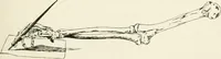 An illustration from A manual of the study of documents to establish the individual character of handwriting and to detect fraud and forgery, including several new methods of research (1894)