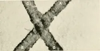 An illustration from A manual of the study of documents to establish the individual character of handwriting and to detect fraud and forgery, including several new methods of research (1894)