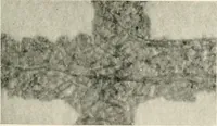An illustration from A manual of the study of documents to establish the individual character of handwriting and to detect fraud and forgery, including several new methods of research (1894)