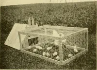 An illustration from Manual training for the rural schools; a group of farm and farm home woodworking problems (1916)
