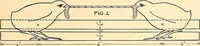 Picture 74 of 165 from Manual training--play problems; constructive work for boys and girls based on the play interest (1917), leaf 84