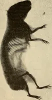 An illustration from Manuel de radioscopie et de radiographie par l'emploi des rayons X (1900)