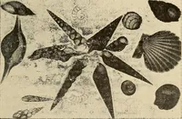 Picture 24 of 52 from Manuel de radioscopie et de radiographie par l'emploi des rayons X (1900), leaf 48