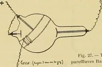 Picture 28 of 52 from Manuel de radioscopie et de radiographie par l'emploi des rayons X (1900), leaf 55