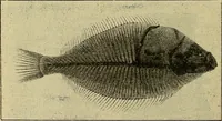 An illustration from Manuel de radioscopie et de radiographie par l'emploi des rayons X (1900)