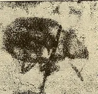 Picture 39 of 52 from Manuel de radioscopie et de radiographie par l'emploi des rayons X (1900), leaf 70