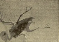 An illustration from Manuel de radioscopie et de radiographie par l'emploi des rayons X (1900)