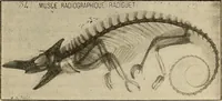 Picture 47 of 52 from Manuel de radioscopie et de radiographie par l'emploi des rayons X (1900), leaf 86
