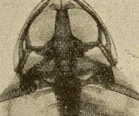 Picture 48 of 52 from Manuel de radioscopie et de radiographie par l'emploi des rayons X (1900), leaf 88