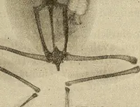An illustration from Manuel de radioscopie et de radiographie par l'emploi des rayons X (1900)