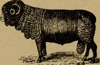 Picture 105 of 116 from Manufacture of narrow woven fabrics, ribbons, trimmings, edgings, etc., giving description of the various yarns used. The construction of weaves and novelties in fabric structures, also descriptive matter as to looms, etc (1917), leaf 226