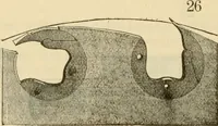 An illustration from Manufacturer's manual. (1887)