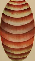 Picture 16 of 21 from Man visible and invisible .. (1903), leaf 156