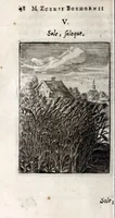 Picture 7 of 20 from Marci ZuerI BoxhornI Emblemata politica : accedunt dissertationes politicae de Romanorum imperio, et quaedam aliae (1651), leaf 54