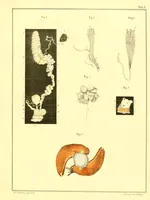 An illustration from Margareti Cornelii Verloren, Rheno-Trajectini : Responsio ad quaestionem zoölogicam, ab ordine nobilissimo disciplinarum mathematicarum et physicarum in Academia Lugduno-Batava A. MDCCCXXXVI propositam (1837)