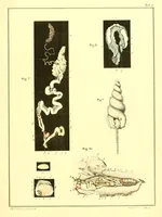 An illustration from Margareti Cornelii Verloren, Rheno-Trajectini : Responsio ad quaestionem zoölogicam, ab ordine nobilissimo disciplinarum mathematicarum et physicarum in Academia Lugduno-Batava A. MDCCCXXXVI propositam (1837)