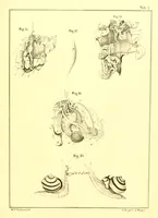 An illustration from Margareti Cornelii Verloren, Rheno-Trajectini : Responsio ad quaestionem zoölogicam, ab ordine nobilissimo disciplinarum mathematicarum et physicarum in Academia Lugduno-Batava A. MDCCCXXXVI propositam (1837)