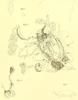 An illustration from Margareti Cornelii Verloren, Rheno-Trajectini : Responsio ad quaestionem zoölogicam, ab ordine nobilissimo disciplinarum mathematicarum et physicarum in Academia Lugduno-Batava A. MDCCCXXXVI propositam (1837)