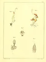 An illustration from Margareti Cornelii Verloren, Rheno-Trajectini : Responsio ad quaestionem zoölogicam, ab ordine nobilissimo disciplinarum mathematicarum et physicarum in Academia Lugduno-Batava A. MDCCCXXXVI propositam (1837)