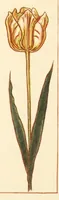 An illustration from Marigold garden (1910)