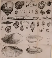 An illustration from Martini Lister e Societate Regia Londini Historiae animalium Angliae tres tractatus : unus de araneis : alter de cochleis tum terrestribus tum fluviatilibus : tertius de cochleis marinis : quibus adjectus est quartus de lapidibus ejusdem insulae ad cochlearum quandam imaginem figuratis : memoriae & rationi (1678)