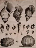 An illustration from Martini Lister e Societate Regia Londini Historiae animalium Angliae tres tractatus : unus de araneis : alter de cochleis tum terrestribus tum fluviatilibus : tertius de cochleis marinis : quibus adjectus est quartus de lapidibus ejusdem insulae ad cochlearum quandam imaginem figuratis : memoriae & rationi (1678)