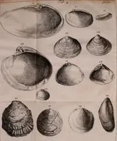 An illustration from Martini Lister e Societate Regia Londini Historiae animalium Angliae tres tractatus : unus de araneis : alter de cochleis tum terrestribus tum fluviatilibus : tertius de cochleis marinis : quibus adjectus est quartus de lapidibus ejusdem insulae ad cochlearum quandam imaginem figuratis : memoriae & rationi (1678)
