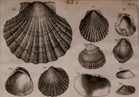 An illustration from Martini Lister e Societate Regia Londini Historiae animalium Angliae tres tractatus : unus de araneis : alter de cochleis tum terrestribus tum fluviatilibus : tertius de cochleis marinis : quibus adjectus est quartus de lapidibus ejusdem insulae ad cochlearum quandam imaginem figuratis : memoriae & rationi (1678)