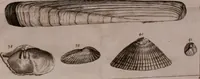 An illustration from Martini Lister e Societate Regia Londini Historiae animalium Angliae tres tractatus : unus de araneis : alter de cochleis tum terrestribus tum fluviatilibus : tertius de cochleis marinis : quibus adjectus est quartus de lapidibus ejusdem insulae ad cochlearum quandam imaginem figuratis : memoriae & rationi (1678)