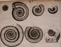 An illustration from Martini Lister e Societate Regia Londini Historiae animalium Angliae tres tractatus : unus de araneis : alter de cochleis tum terrestribus tum fluviatilibus : tertius de cochleis marinis : quibus adjectus est quartus de lapidibus ejusdem insulae ad cochlearum quandam imaginem figuratis : memoriae & rationi (1678)